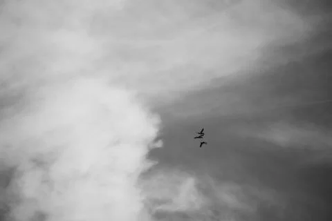 Birds high up in the clouds Foto stock