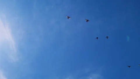 Birds high in the sky flap their wings. Wildlife concept. Stock Footage 277751119