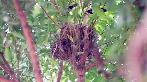 Birds in his yard Stock Footage 222563150