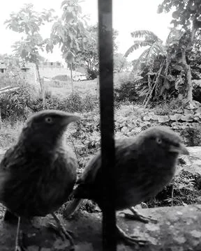 Birds hit window Stock-Fotos