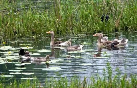 Birds in Holland Stock Photos