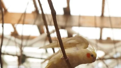 Birds in the home environment Vídeo Stock 97444388