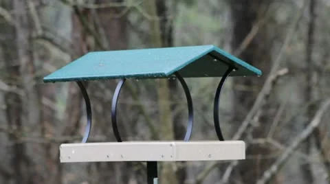 Birds in the home Video stock 22339478