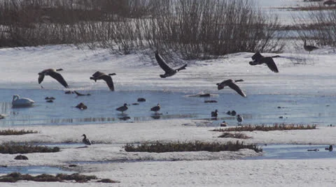 Birds at hornborgasjö sweden Stock Footage