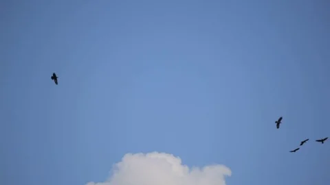Birds hover in the blue sky against the rocks Stock Footage 80722473
