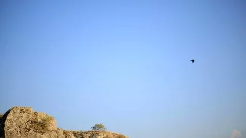 Birds hover in the blue sky over the field Stock Footage 78412886