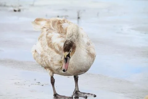 Birds on ice Stock Photos