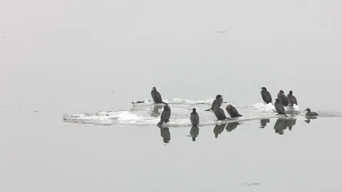 Birds on the ice of the river Danube Stock Footage 72229298