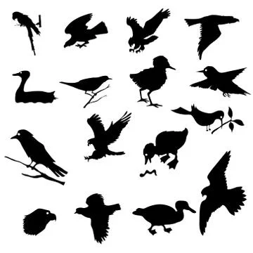 Birds Illustrazione stock