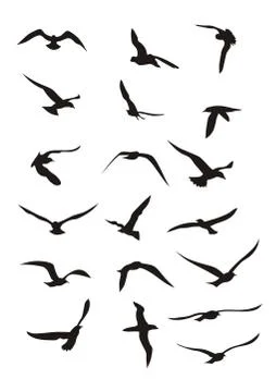 Birds Stock Illustration