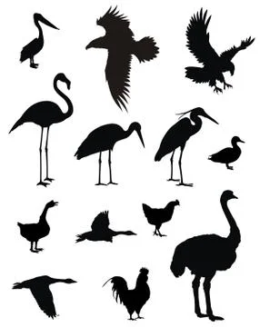 Birds Stock Illustration