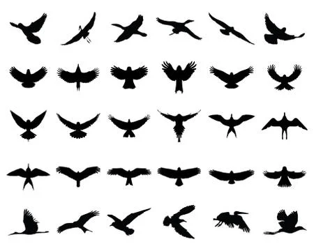 Birds Stock Illustration