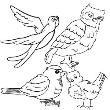 Birds Stock Illustration