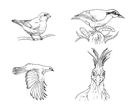 Birds Stock Illustration