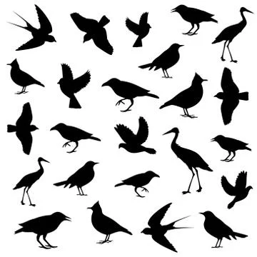Birds image Stock Illustration