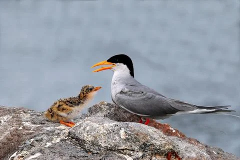 Birds, Indian river tern sterna aurantia and chick, Karnataka, India Stock Photos