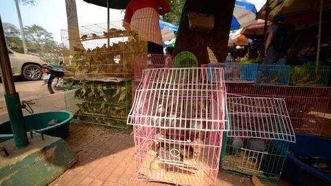 Birds inside cage and turtles market in Cambodia Stock Footage