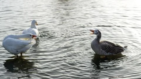 Birds interacting Landscape Foto stock