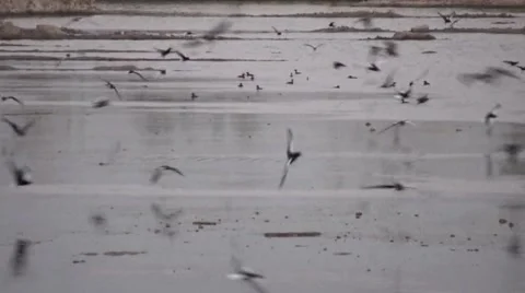 Birds in Iraq Stock Footage 1048366