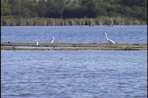Birds on Island Stock Footage 296846