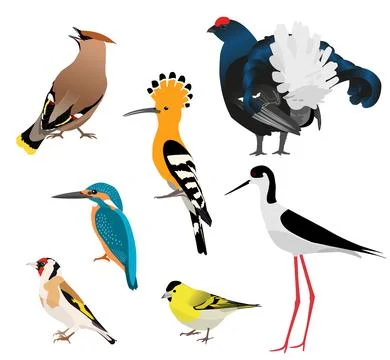 Birds isolated on white background. Vector illustration set Stock Illustration
