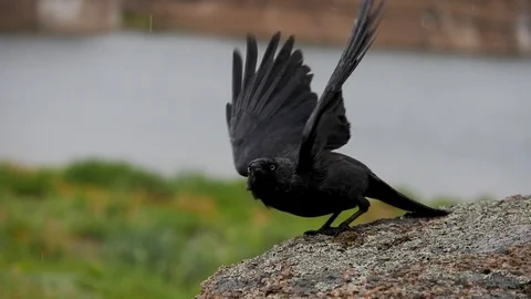Birds jackdaws in the rain slow motion 180p Stock Footage 76926397