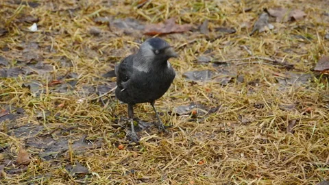 Birds jackdaws search of insects Stock Footage 153765855