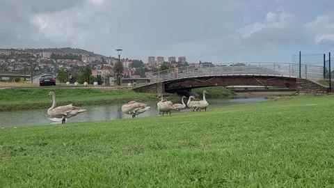 Birds Koper Video stock 220325085