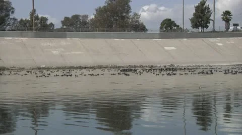 Birds in LA River Stock Footage 10798706