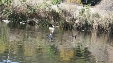Birds in the LA River Video stock 20502058