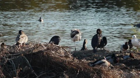 Birds in the lagoon Stock Footage 103054837