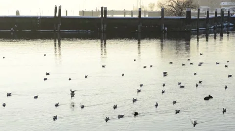Birds at lake constance 動画素材 45681737
