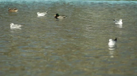 Birds on the lake Stock Footage 44247015