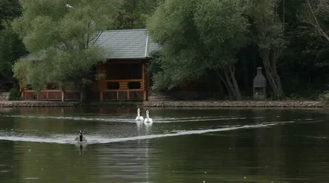 Birds In A Lake Video stock 51553526