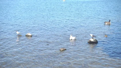Birds on a lake Stock Footage 130887984