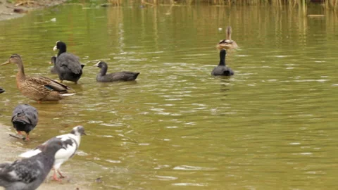 Birds on the lake 库存影片 147651390