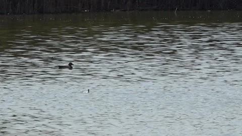 Birds on the Lake 库存影片 153606882
