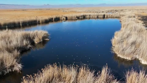 Birds on lake Video stock 297025764