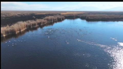 Birds on lake Video stock 297025985