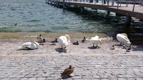 Birds on the Lake Video stock 308319982