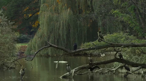 Birds on a lake in slow motion Stock Footage 32121034
