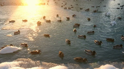 Birds on a lake in Winter Video stock 90343232