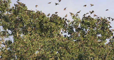 Birds land on a tree, 4K slow motion Stock Footage 240579017