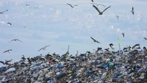 Birds in a landfill, Vultures, storks, gulls, Spain Видео 234322553