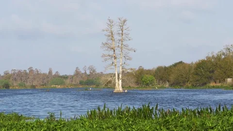 Birds Landing on Large Tree Growing in Middle of Lake, 4K Stock Footage 72558930
