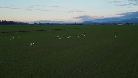 Birds Landing on Sprouting Green Fields at Dusk in Evening Stockbeeldmateriaal 283436013