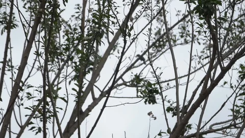 Birds landing on a tree Video stock 128080188