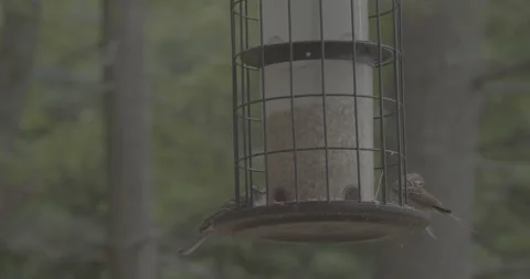 Birds lands on floating birdfeeder, medium Stock Footage 194149894