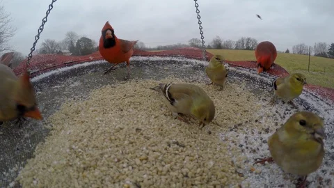 Birds on a large flat bird feeder Stock Footage 102483734
