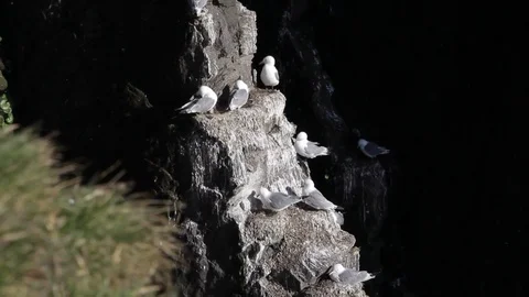 Birds on Latrabjarg rocks Stock Footage 80332709